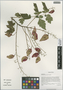 Koelreuteria paniculata Laxm., China, D. E. Boufford 38822, F
