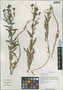 Linaria thibetica Franch., China, D. E. Boufford 39942, F
