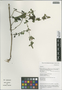 Paeonia anomala subsp. veitchii (Lynch) D. Y. Hong & K. Y. Pan, China, D. E. Boufford 27927, F