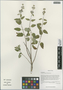 Caryopteris tangutica Maxim., China, D. E. Boufford 36439, F