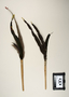 Top view 109064 feather hair ornament