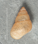 109407 Omphalotropis acrostoma