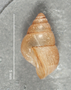 109407 Omphalotropis acrostoma