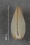 182931 Ctenoides miamiensis holotype anterior