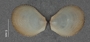 182931 Ctenoides miamiensis holotype exteral