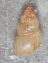38215 Potamopyrgus subgradatus holotype dorsal