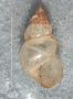 38215 Potamopyrgus subgradatus holotype frontal