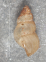 38215 Potamopyrgus subgradatus holotype lateral