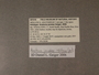 307218 Anatoma janetae label