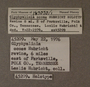 187070 Glyphyalinia ocoae label
