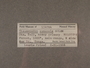 154784 Thaumatodon euaensis label