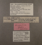 182931 Ctenoides miamiensis holotype label
