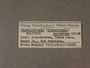 109407 Omphalotropis acrostoma label