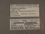 38215 Potamopyrgus subgradatus holotype label