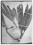 Field Museum photo negatives collection; Wien specimen of Thoracocarpus bissectus (Vell.) Harling, BRAZIL, H. W. Schott 4214, W
