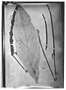 Field Museum photo negatives collection; Wien specimen of Anthurium fontanesii Schott, H. W. Schott 57, Type [status unknown], W