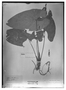 Field Museum photo negatives collection; Wien specimen of Anthurium sororium Schott, PERU, E. F. Poeppig, Type [status unknown], W