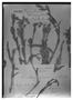 Field Museum photo negatives collection; Wien specimen of Cerastium danguyi J. F. Macbr., COLOMBIA, J. J. Triana 3081, Type [status unknown], W