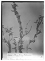 Field Museum photo negatives collection; Wien specimen of Cerastium subspicatum Wedd., BOLIVIA, G. Mandon 966, Syntype, W