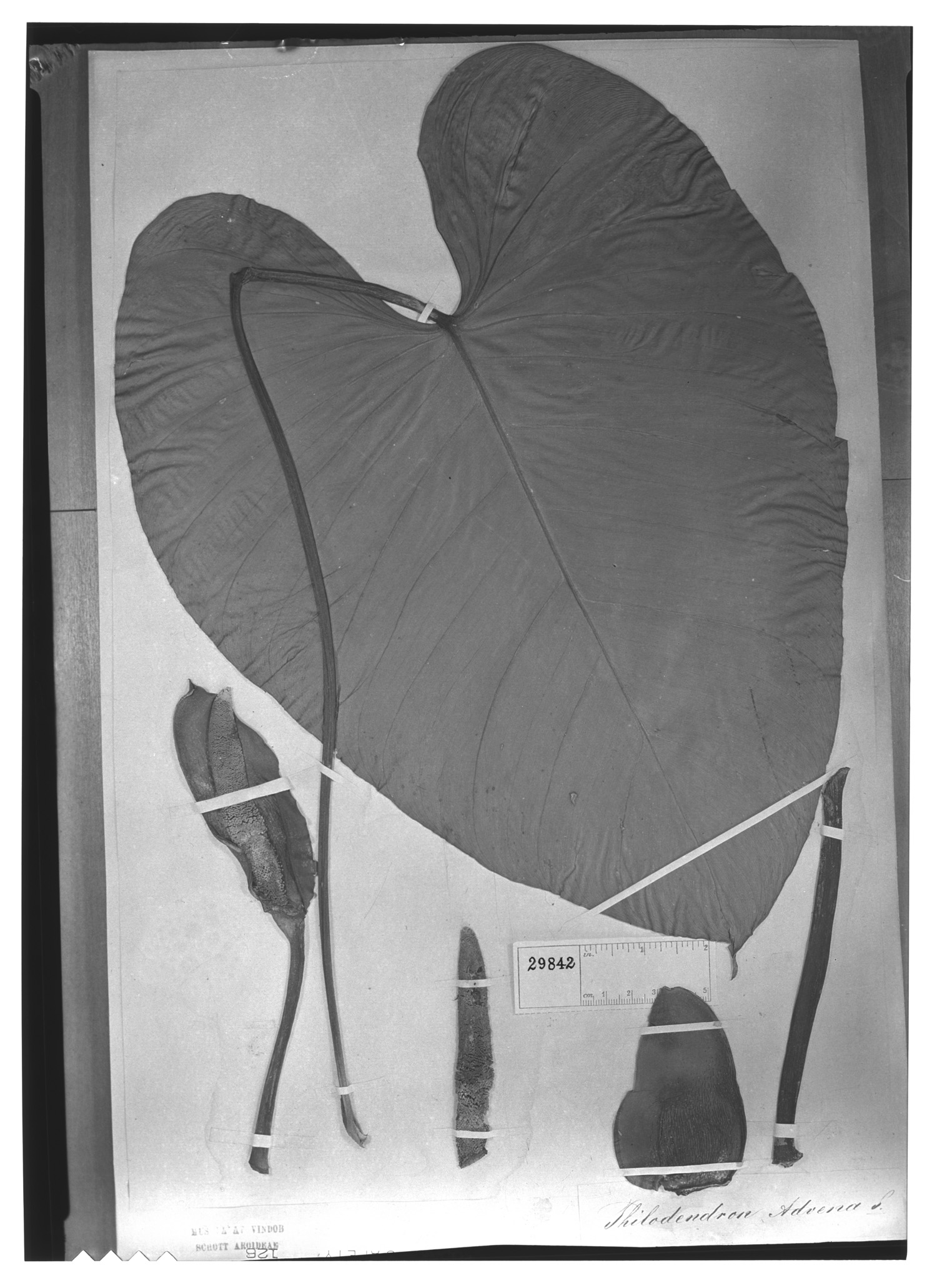 Philodendron advena image