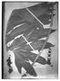 Field Museum photo negatives collection; Wien specimen of Philodendron houlletianum Engl., FRENCH GUIANA, Houllet, Type [status unknown], W