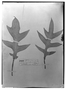 Field Museum photo negatives collection; Wien specimen of Philodendron pinnatilobum Schott, BRAZIL, J. J. Linden, Type [status unknown], W