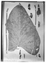 Field Museum photo negatives collection; Wien specimen of Philodendron poeppigii Schott, BRAZIL, E. F. Poeppig, Type [status unknown], W
