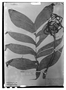 Field Museum photo negatives collection; Wien specimen of Chamaedorea brevifrons H. Wendl., Type [status unknown], W