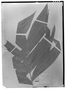 Field Museum photo negatives collection; Wien specimen of Chamaedorea genomaeformis H. Wendl., Type [status unknown], W