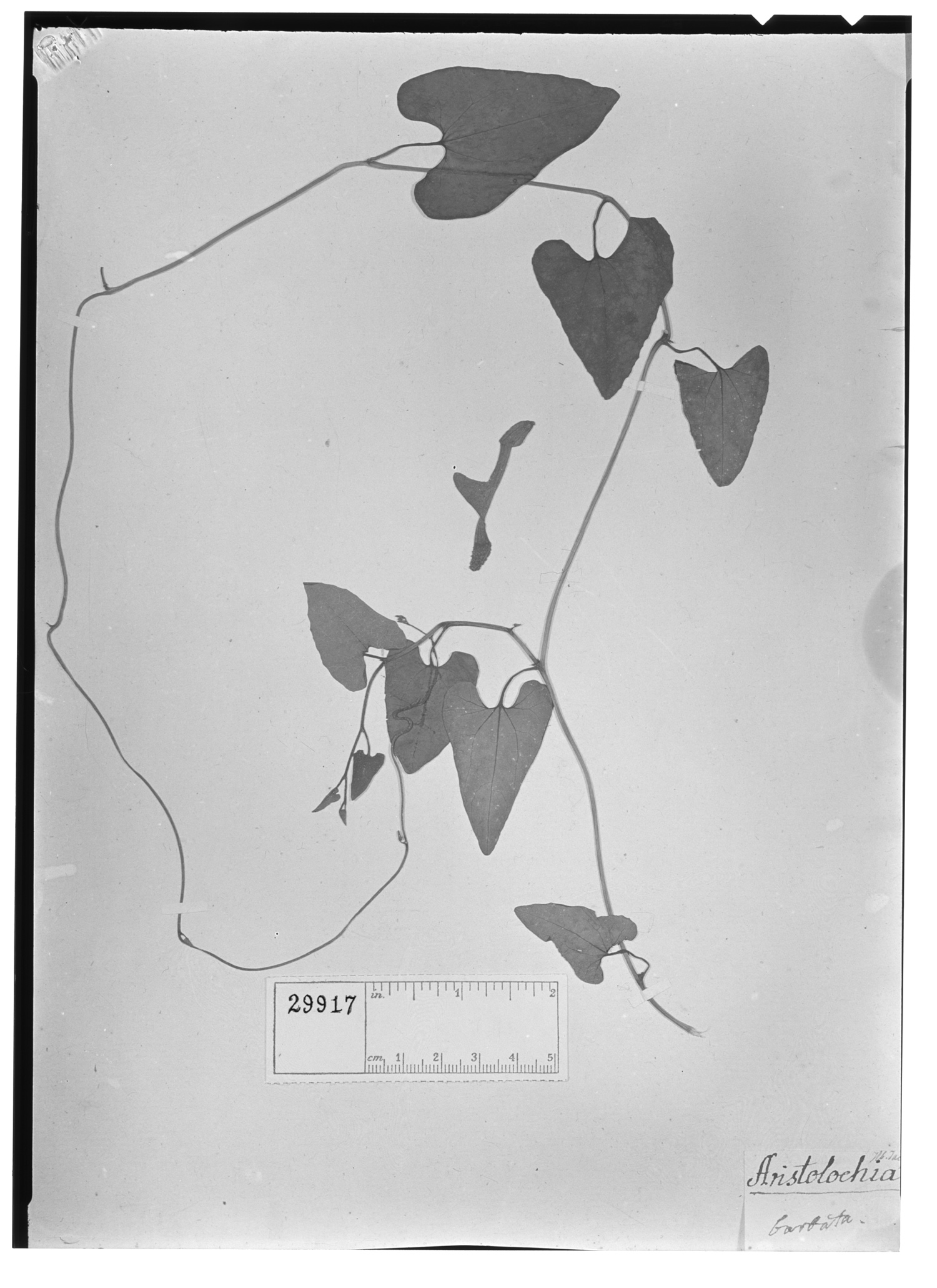 Aristolochia rugosa image