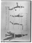 Field Museum photo negatives collection; Wien specimen of Mayaca endlicheri Poepp., PERU, E. F. Poeppig 2318, Type [status unknown], W