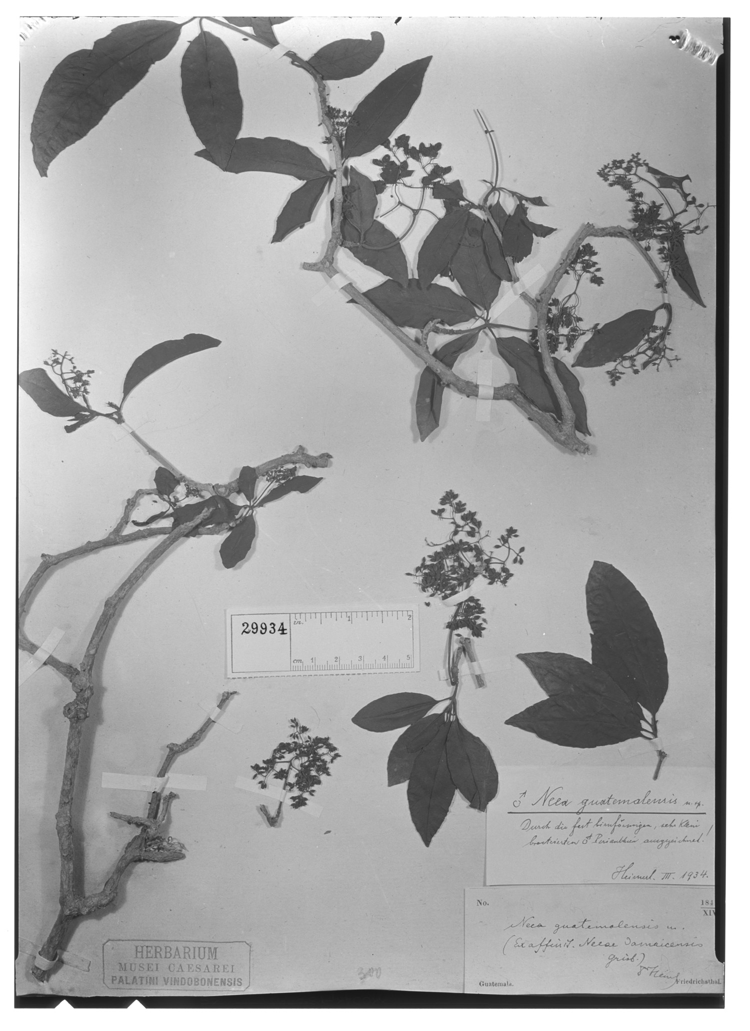 Neea amplifolia image