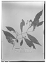 Field Museum photo negatives collection; Wien specimen of Neea lancifolia Heimerl, PERU, R. Spruce 4883, Type [status unknown], W