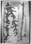Field Museum photo negatives collection; Wien specimen of Hechtia podantha Mez, MEXICO, Holotype, W