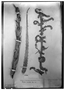 Field Museum photo negatives collection; Wien specimen of Hechtia bracteata Mez, MEXICO, F. Mueller 813, Holotype, W