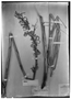 Field Museum photo negatives collection; Wien specimen of Pitcairnia taenipetala Mez, MEXICO, H. G. Galeotti 4919a, Isotype, W