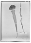 Field Museum photo negatives collection; Wien specimen of Tillandsia adpressiflora Mez, SURINAME, W. R. Wullschlaegel, Possible type, W