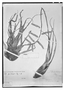 Field Museum photo negatives collection; Wien specimen of Tillandsia pendulispica Mez, PERU, E. F. Poeppig 1348, Isotype, W