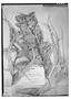 Field Museum photo negatives collection; Wien specimen of Tillandsia violacea Baker, MEXICO, G. Andrieux, Possible type, W