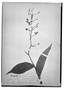 Field Museum photo negatives collection; Wien specimen of Dichorisandra inaequalis C. Presl, BRAZIL, J. S. Blanchet 1575, Type [status unknown], W
