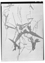 Field Museum photo negatives collection; Wien specimen of Dioscorea auriculata Poepp., CHILE, E. F. Poeppig, Type [status unknown], W