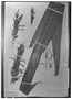Field Museum photo negatives collection; Wien specimen of Pitcairnia poeppigiana Mez, PERU, E. F. Poeppig 2424, Holotype, W