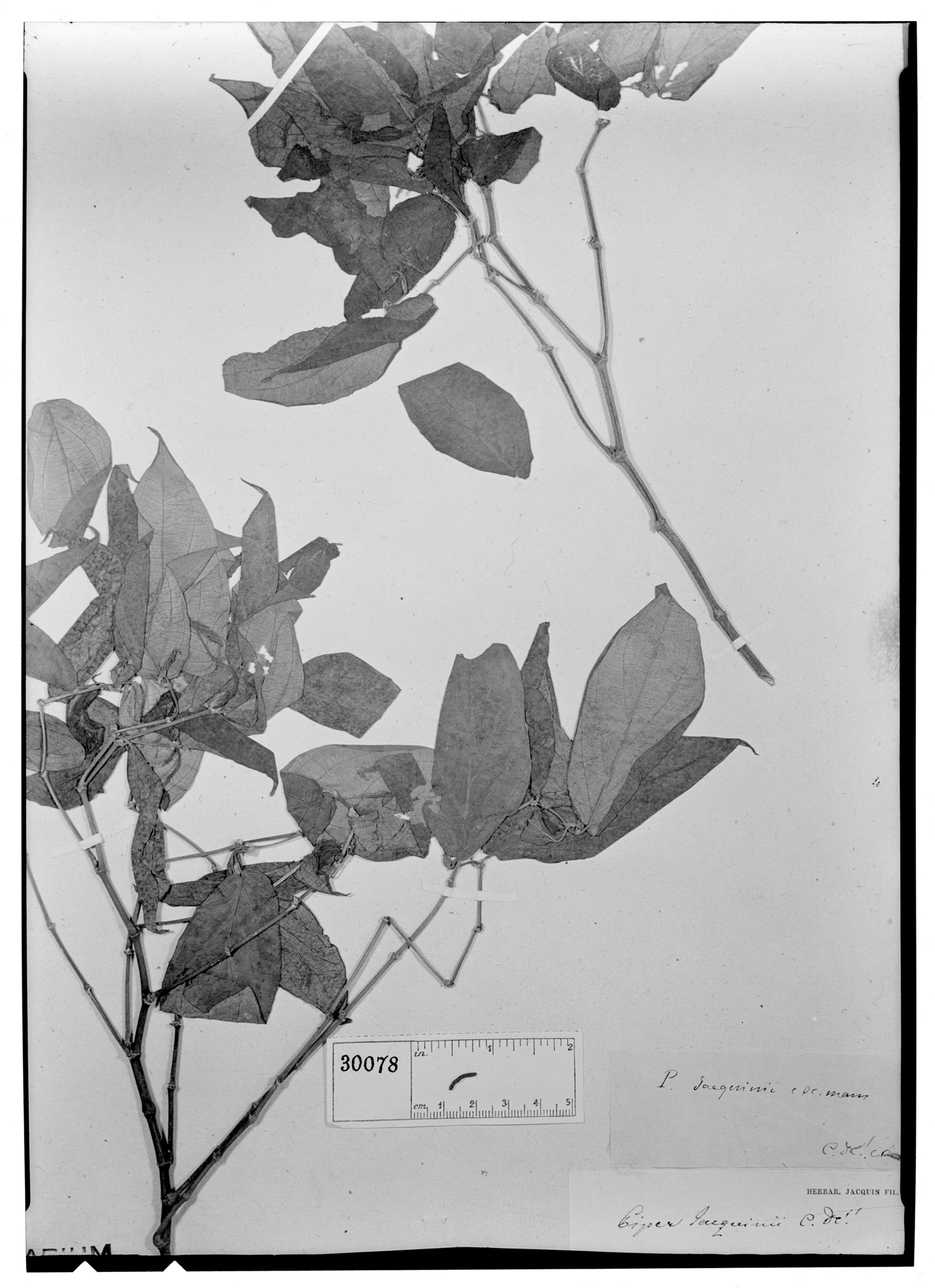 Piper prunifolium image