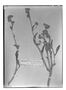 Field Museum photo negatives collection; Wien specimen of Calandrinia fasciculata Phil., CHILE, R. A. Philippi, Type [status unknown], W