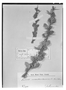 Field Museum photo negatives collection; Wien specimen of Berberis montevidensis C. K. Schneid., URUGUAY, Captain King, Type [status unknown], W