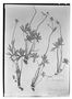 Field Museum photo negatives collection; Wien specimen of Ranunculus patagonicus Poepp., CHILE, E. F. Poeppig, Type [status unknown], W
