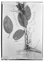 Field Museum photo negatives collection; Wien specimen of Abuta concolor Poepp. & Endl., GUYANA, R. H. Schomburgk 440, W