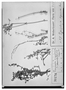 Field Museum photo negatives collection; Berlin specimen of Spergularia squarrosa Muschl., PERU, A. Weberbauer 57, Type [status unknown], B