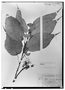 Field Museum photo negatives collection; Wien specimen of Dorstenia cordata-acuminata Cufod., COSTA RICA, G. Cufodontis 635, Syntype, W