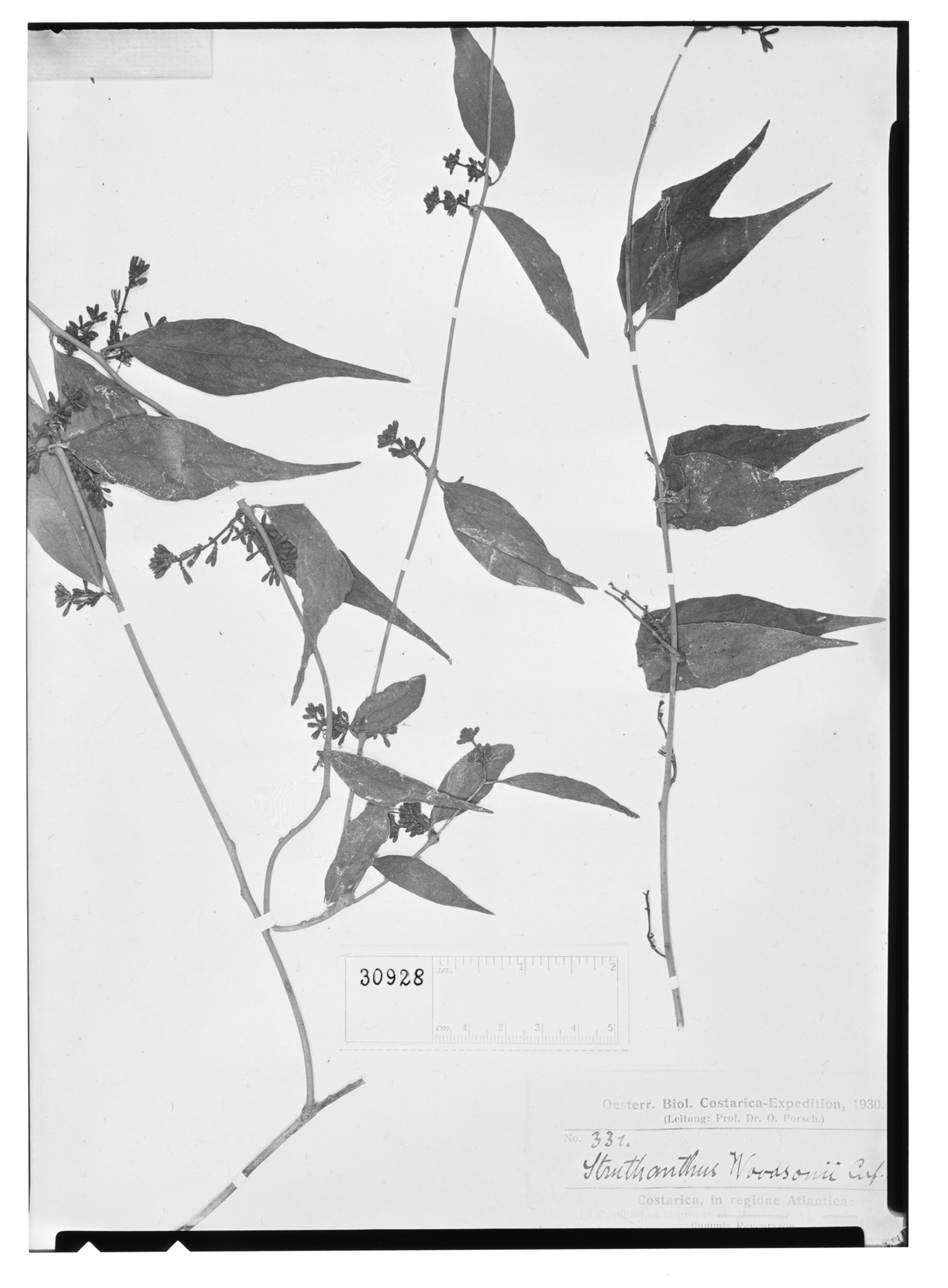 Struthanthus woodsonii image